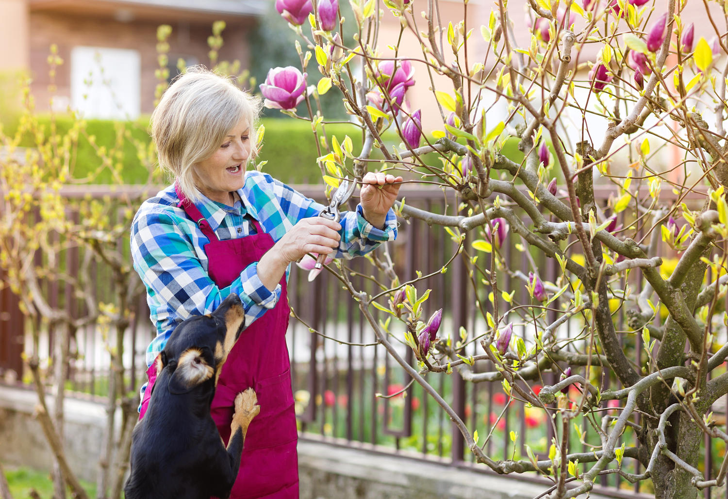 Magnolia Toxicity: Is Alkaloid Magnoflorin Dangerous for Pets?
